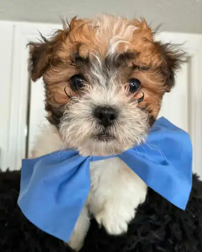 Adorable little boy is full of love! Use to children and other animals. Actively working on potty tr...