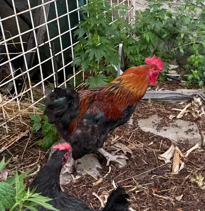 Black Copper Maran Rooster, View more