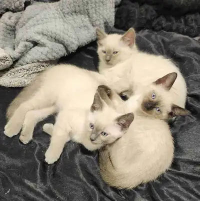 3 Siamese kittens with vaccines, View more