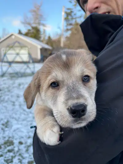 Lab-Husky mix puppy, View more