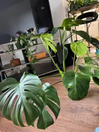Indoor Tropical Plants