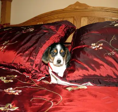 Éleveur Familial de chien Beagle et Pocket Beagle Pur Race, View more
