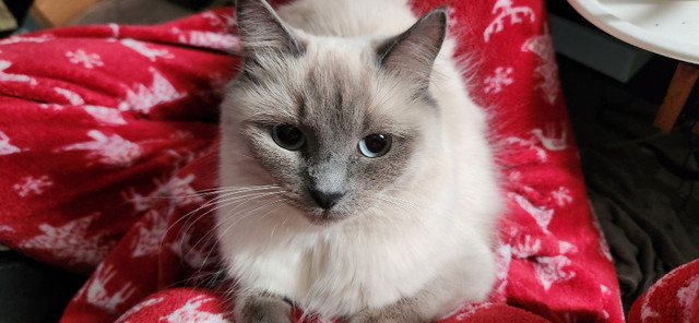 1 yr old female Ragdoll cat in Cats & Kittens for Rehoming in Kelowna - Image 2