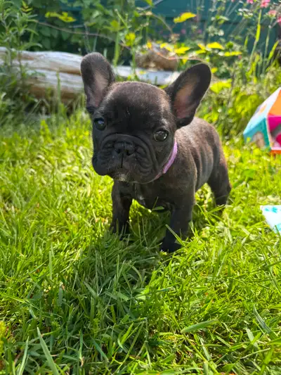 CKC registered French bulldog puppies, View more