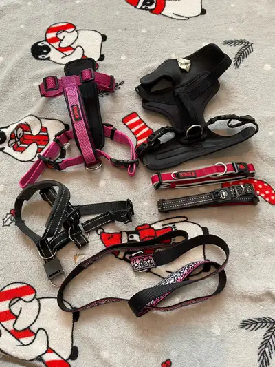Medium Dog Harnesses, Leash & Collars Set, View more