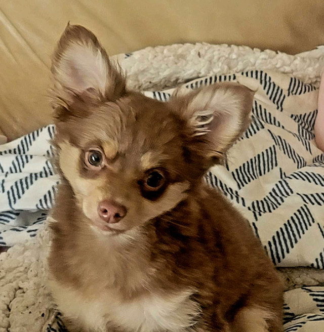 Beautiful Chihuahua Puppies Ready now♥️new price in Dogs & Puppies for Rehoming in Peterborough - Image 2
