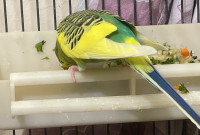 Tamed Budgies Pairs with Cage (Read Ad)