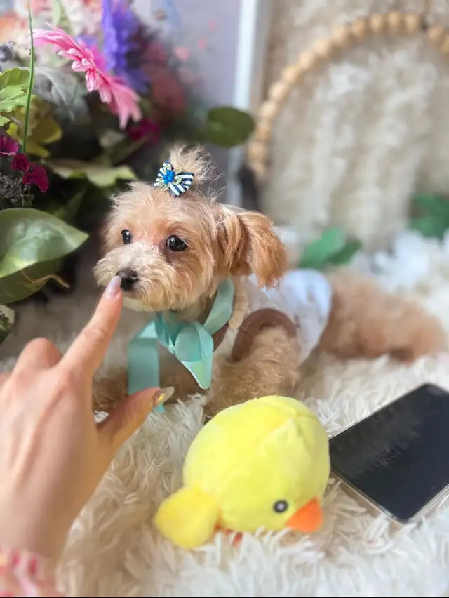 TeddyBear Maltipoo puppy Mini tiny size (poodle/Maltese in Dogs & Puppies for Rehoming in City of Toronto - Image 7