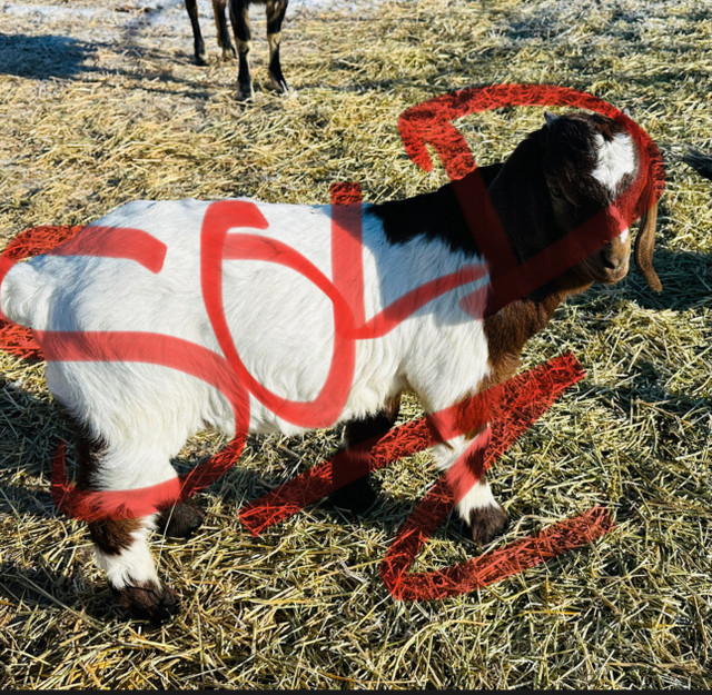 Boer Kid in Livestock in Nipawin - Image 2