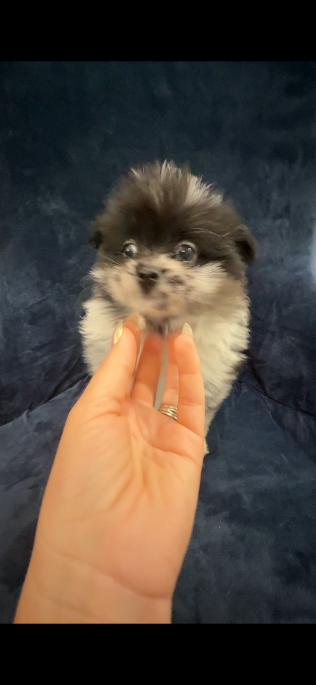 Merle Pomeranians in Dogs & Puppies for Rehoming in Markham / York Region - Image 2