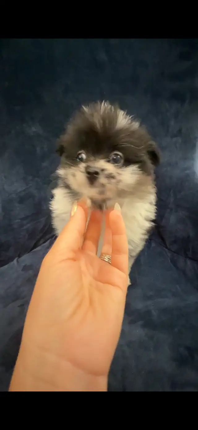 Merle Pomeranians in Dogs & Puppies for Rehoming in Markham / York Region - Image 3