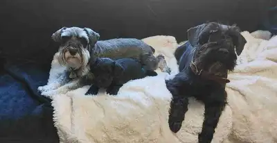 Miniature Schnauzer Sold, View more