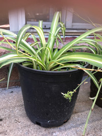 Spider plants pick up only