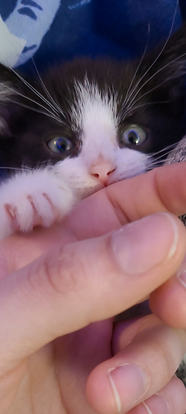 Cute 4 month old kitten ready for his forever home Cats & Kittens for