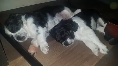 **PRÊT À PARTIR LE 30 JUIN**' Il reste 2 chiots (tricolor) noir et blanc avec une touche de brun. Ép...