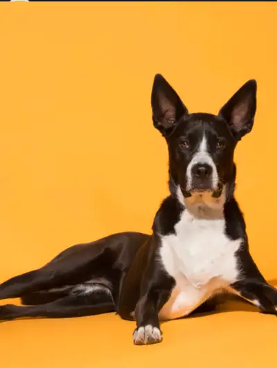 Dog Training Specialist, View more