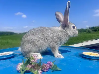 Née le 13 juillet 2025 Disponible début septembre réservé maintenant ! 1 femelle noire (60$ ch) 2 fe...