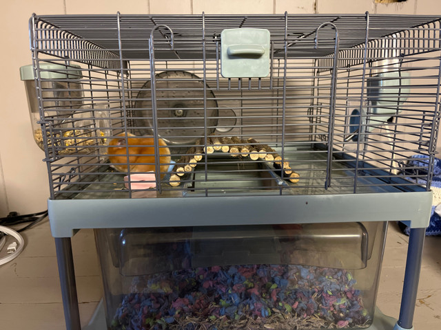 Hamster and accessories  in Small Animals for Rehoming in La Ronge - Image 2