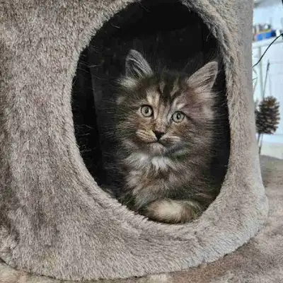 Maine Coon  Ragdoll, View more