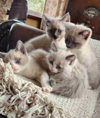 Ragdoll Bobtail kittens 