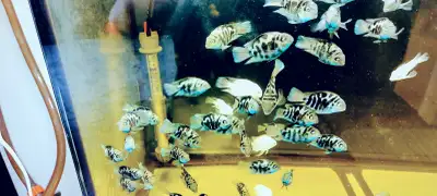 Mini parrot cichlid for sale, View more