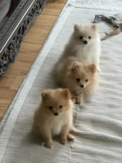 Pomeranian Puppies, View more