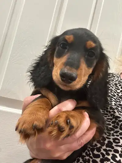 CKC Registered Dachshund Mini longhair, View more