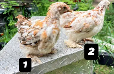 2 magnifiques poulettes Cochin Bantam sont prêtes à s’envoler vers leur nouveau poulailler ! ✨ ✔️ Po...