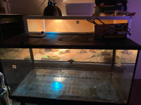 40 gallon bearded dragon tank