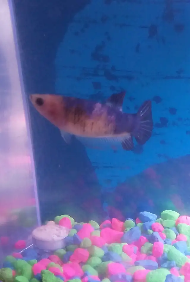 2 Male betta @ $25 in Fish for Rehoming in City of Montréal - Image 4