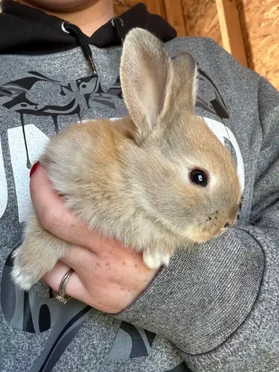 baby mini Rex bunny’s, View more