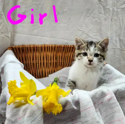 farm kittens for sale, View more
