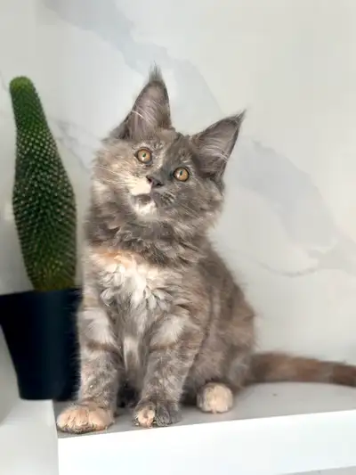 Large ❤️ Purebred Mainecoon Kittens , View more