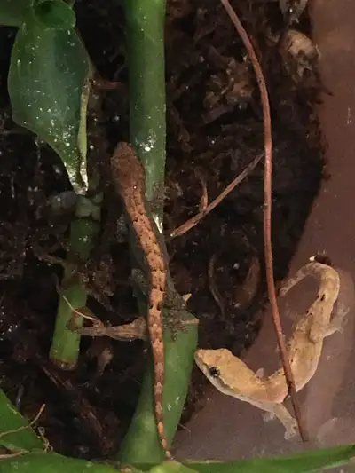 Mourning Geckos (Lepidodactylus lugubris), View more