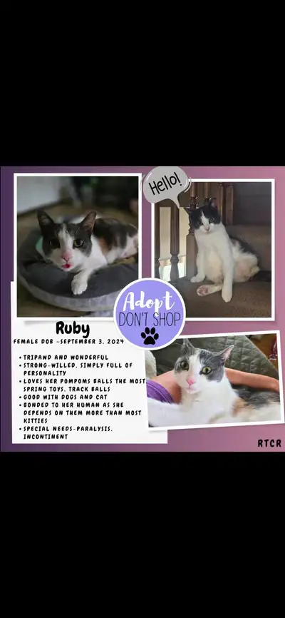 Ruby-female cat for adoption ‍!, View more