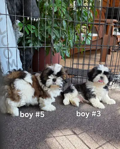 Shih Tzu Puppies DELIVERY SATURDAY!, View more