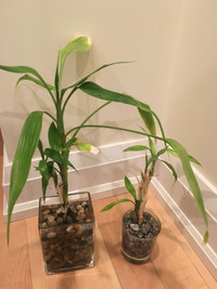 2 Lucky bamboos, 8'' and  14'' high above vase