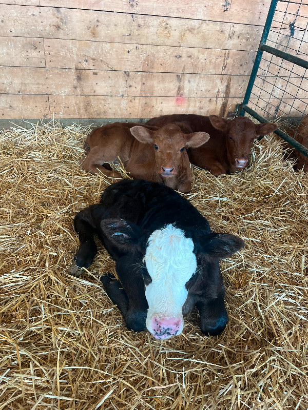 Beef calves for sale Livestock Lethbridge Kijiji