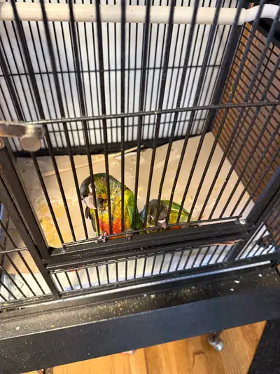 parrots for sale, View more