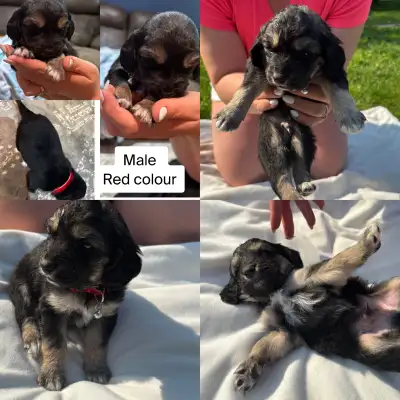 Mom is cocker spaniel Dad is springer spaniel “sprockers” 5 pups left Will have there 1st set of sho...
