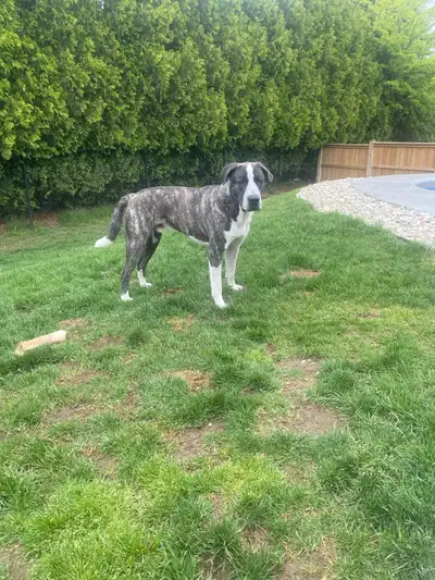Norman is a 16 month old Great Pyrenees mix. He is a big boy around 90lbs. Sometimes he doesn’t know...
