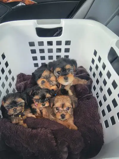 2 Left Adorable Morkies for sale Ready for their forever homes, View more