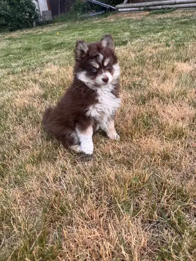 mini blue eyed Pomsky girl, View more