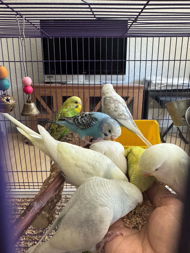 Tamed baby budgies❤️ in Birds for Rehoming in Abbotsford - Image 2