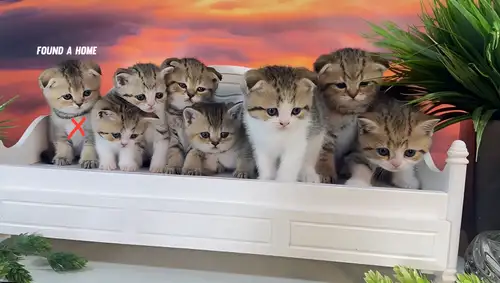 ✨ Adorable Kittens Ready for Their Forever Homes ✨ We are thrilled to present these stunning kittens...