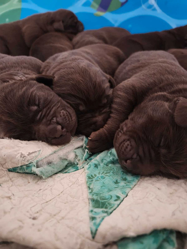 Chocolate lab puppies in Dogs & Puppies for Rehoming in St. John's - Image 2