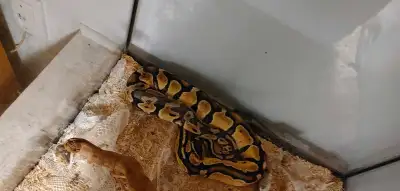 Serpent python royale, View more