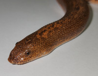 boa des sables rugueux du kenya, serpent snake