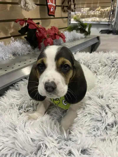 chiots basset hound, View more