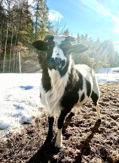 Katahdin Dorper Cross Lambs, View more